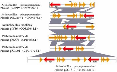 Outer membrane vesicles secreted from Actinobacillus pleuropneumoniae isolate disseminating the floR resistance gene to Enterobacteriaceae